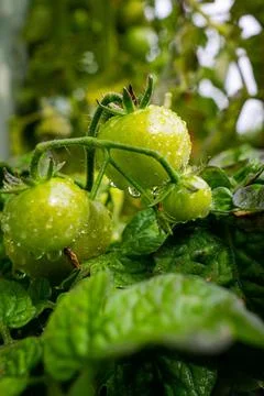 Shallow focus shot of water drops on the unripe green tomatoes with blur backgro Stock Photos