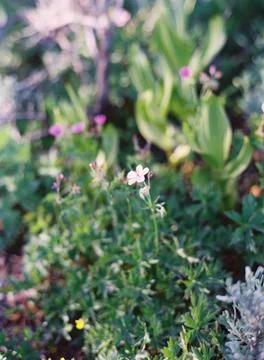 Shallow focus shot of white Richardson's geranium
 with green plants with blur b Stock Photos