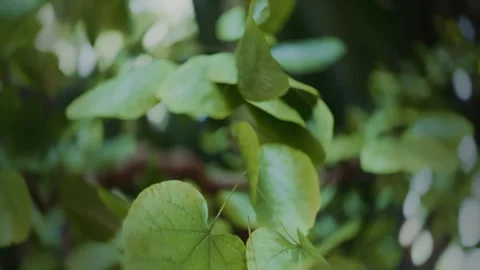 Shallow focus, slow motion macro video background of leaves on the branch in the Video stock 246872256
