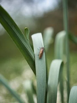 Shallow focus of a small bug on a plant le 스톡 사진