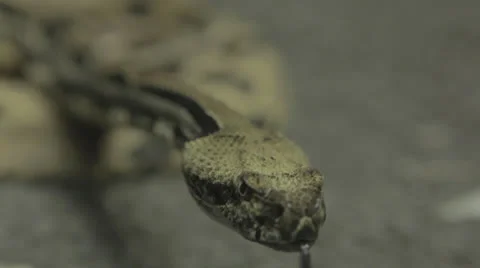 Shallow focus on snake inspecting glass Stock Footage 24372263