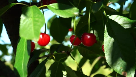 A shallow focus of suny red Cherry Fruit tree Video stock 298271592