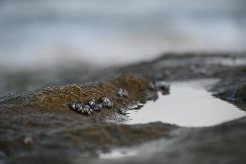 Shallow focus of tiny seashells on the sand Foto stock