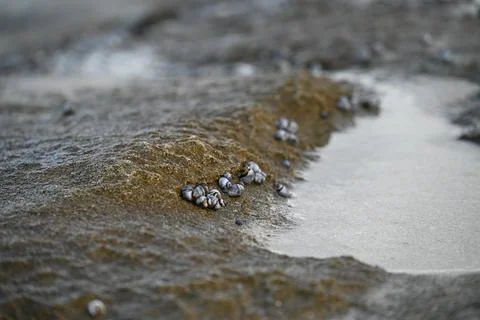 Shallow focus of tiny seashells on the sand Foto stock