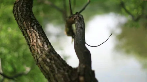 Shallow Focus Tree Branch HD Video stock 775949