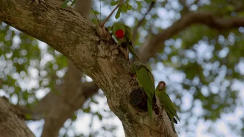 Shallow focus of two Mitred parakeet birds on tree branch with blur background Stock Footage 239446914
