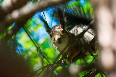 Shallow focus view of a squirrel in a tree looking at camera Stock Photos