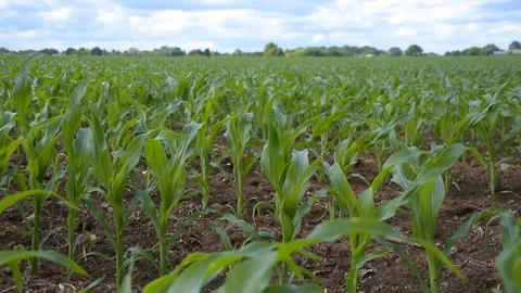 Shallow focus of young cornfield on a sunny and windy day Stock Footage 110853015