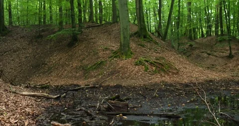 Shallow Forest Stream in a Beech Forest Gully near Szczecin, Poland Video stock 339093595