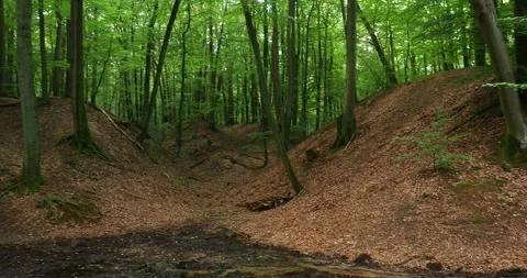Shallow Forest Stream in a Beech Forest Gully near Szczecin, Poland Stock Footage 339095242