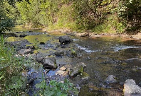 Shallow forest stream flowing over mossy rocks. Stock Photos