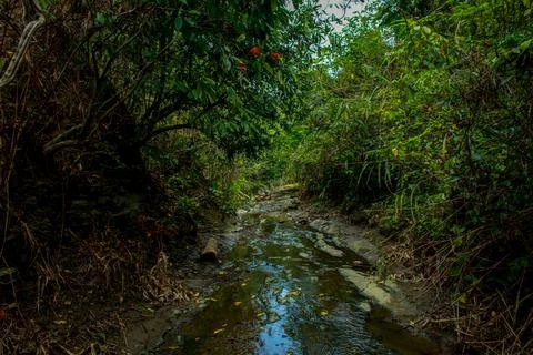 Shallow Forest Stream Flowing Through Lush Green Trees, Bangladesh Stock Photos
