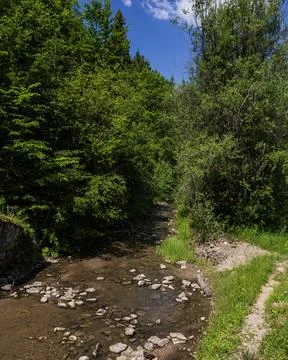 Shallow Forest Stream Flowing Through Lush Woodland Landscape 库存照片