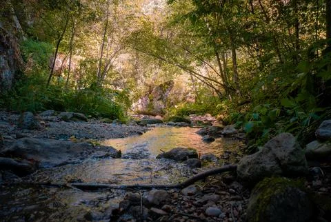 Shallow forest stream flowing through rocky canyon with sunlit green trees Stock Photos