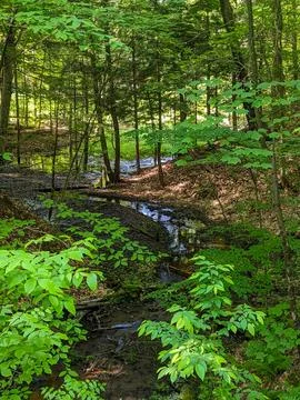 A shallow forest stream winding through lush green woods Stock Photos