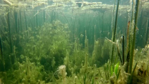 freshwater lake underwater