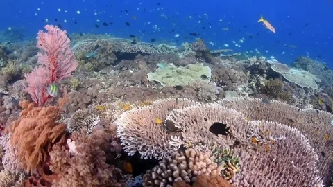 Shallow Hard Corals Komodo Stock Footage 79948089