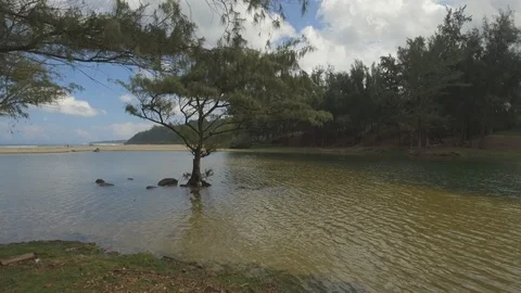Shallow inlet surrounded with trees on a sunny day Stock Footage 104939316