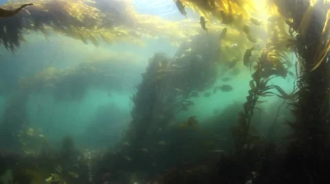 Shallow Kelp Forest Vidéo 52183185