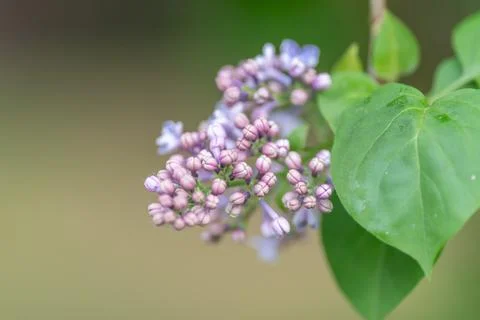 Shallow lilac clusters creating soft texture backdrop, subtle color gradation Stock Photos