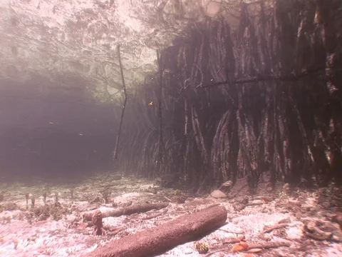 Shallow Mangrove roots Stock Footage 98470370