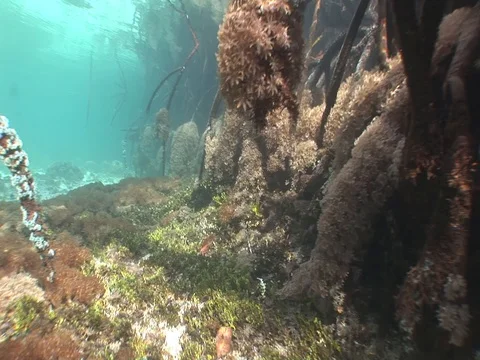 Shallow Mangrove roots Stock Footage 98470488