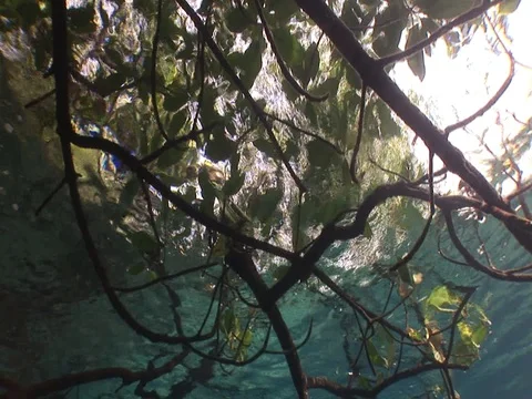 Shallow Mangrove roots Stock Footage 98470546