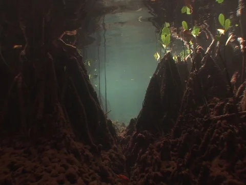 Shallow Mangrove roots Video stock 98473341