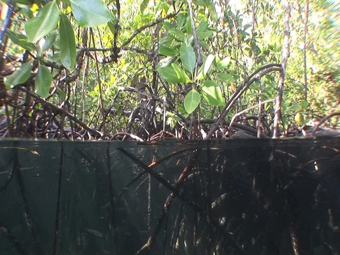 Shallow Mangrove roots Stock Footage 98473392