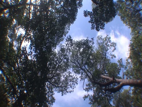 Shallow Mangrove roots Stock Footage 98473430