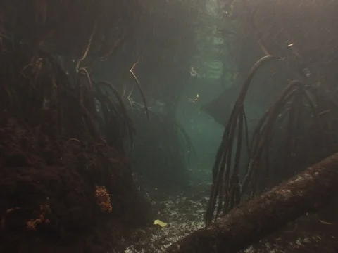 Shallow Mangrove roots Stock Footage 98473477
