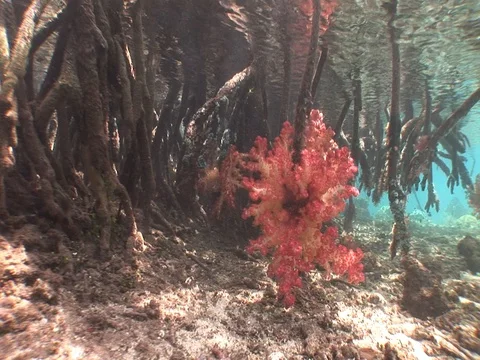 Shallow Mangrove roots with soft corals Stock Footage 98470387