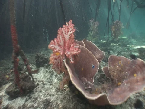 Shallow Mangrove roots with soft corals Stock Footage 98470484