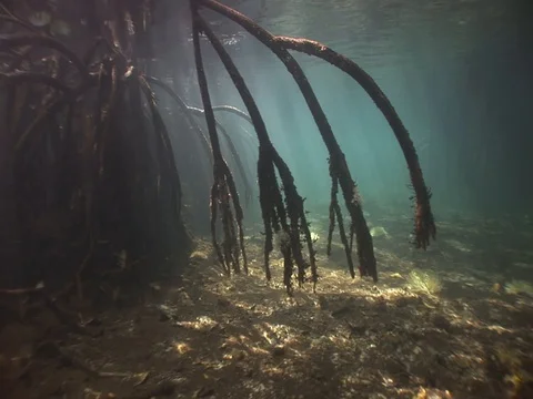 Shallow Mangrove roots with soft corals Stock Footage 98470566