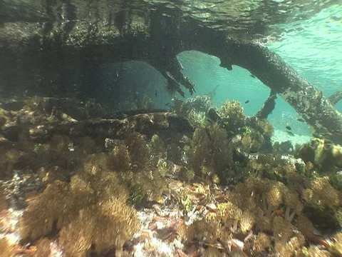 Shallow Mangrove roots with soft corals Stock Footage 98473336