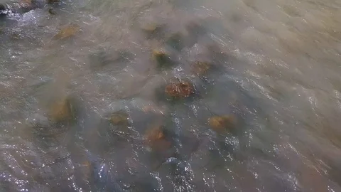 A shallow mountain river with a fast flow in the Carpathian mountains with a Stock Footage 114993157