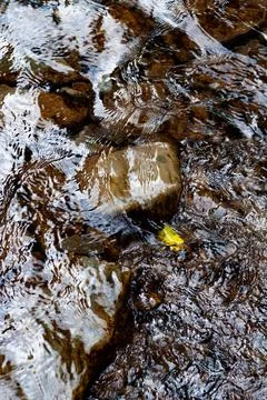 A shallow mountain stream with clear, crystal clear water, stream water flowi Stock Photos