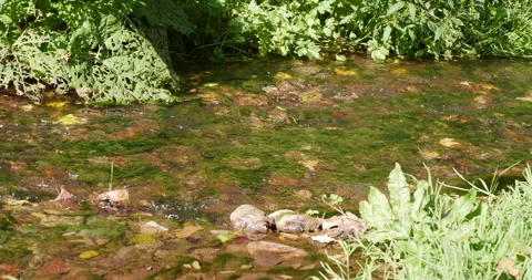 Shallow mountain stream with lots of stones at the bottom, clear water, summer 스톡 동영상 231849697