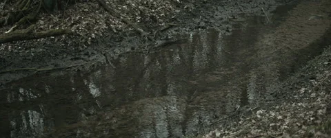 Shallow muddy stream in the forest in autumn anamorphic Stock Footage 297633492