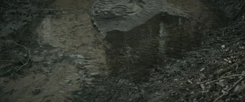 Shallow muddy stream in the forest in autumn anamorphic Stock Footage 297633613