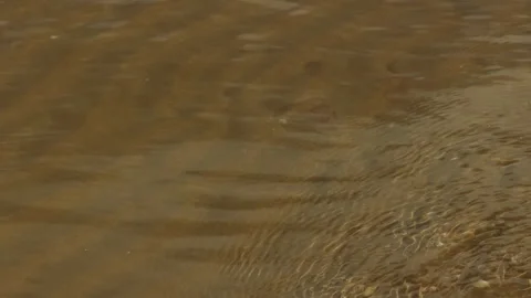 Shallow muddy water surface with gentle ripples and small shells along natural Stock Footage 345263885
