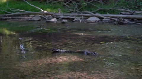 Shallow peaceful and calm stream in the woods Stock Footage 138787764