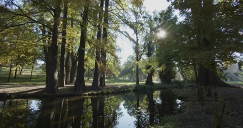 Shallow pond bellow the trees in the park 4K video Vídeo Stock 295332584