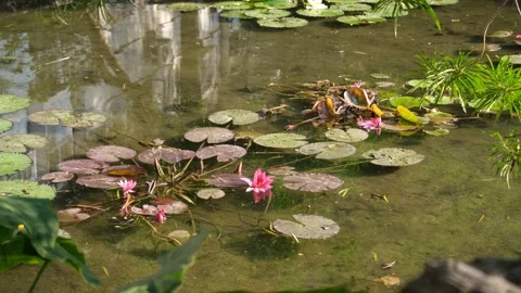 Shallow pond dotted with floating lily pads in an oriental water garden. Vídeos de archivo 295252871
