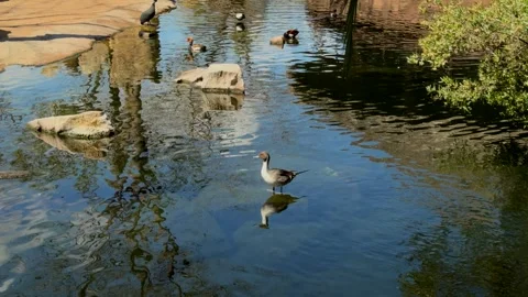 Shallow Pond Ducks: Standing Close, Others Swim (Front, Mid, Far Shot) Stock Footage 306014064