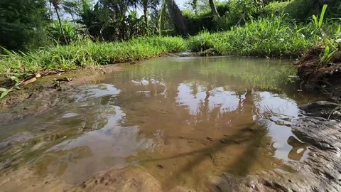 Shallow ponded creek, tree reflections, grassy banks, noon. Stock Footage 325824809