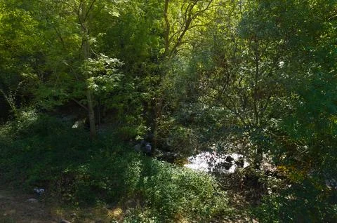 Shallow pool in the forest Stock Photos