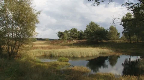 Shallow puddle or fen in Veluwe forest with autumn sunlight Stock Footage 33760940
