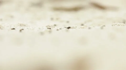 Shallow rack focus on flies Stock-Footage 39220860