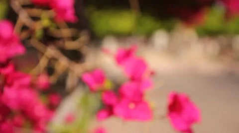 Shallow racked focus beautiful spring pink flowers 動画素材 2727481